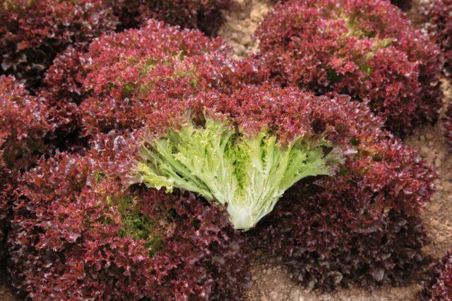 Leaf lettuce Lollo Rossa: description, planting, care, benefits and harms, reviews