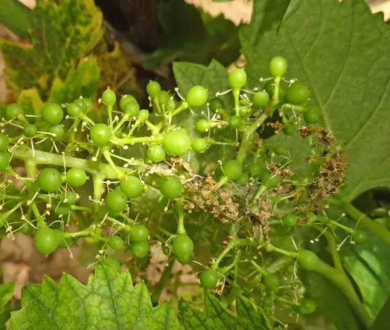 Leaflet on grapes: control measures, folk remedies, photo