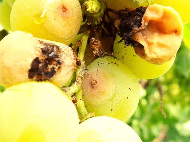 Leaflet on grapes: control measures, folk remedies, photo