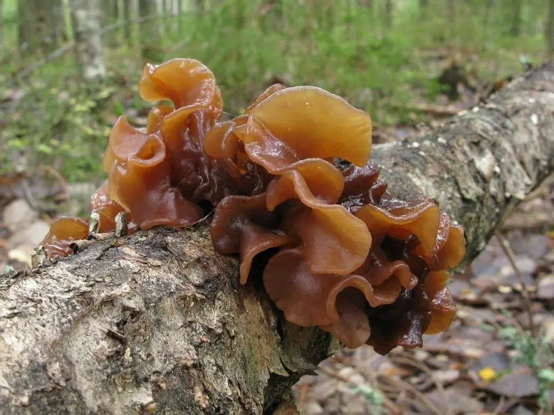 Leafy trembling (Phaeotremella foliacea) photo and description