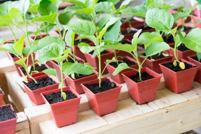 Leaves dry at eggplant seedlings on the windowsill: how to treat