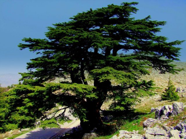 Lebanese cedar: photo and description