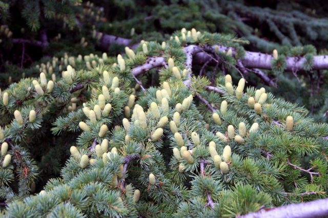 Lebanese cedar: photo and description