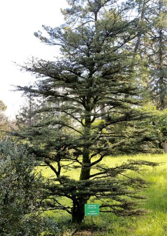 Lebanese cedar: photo and description