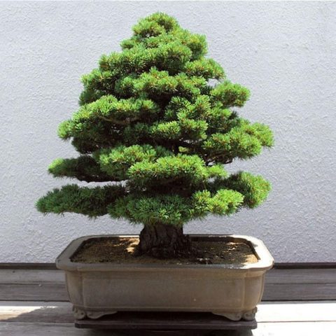 Lebanese cedar: photo and description