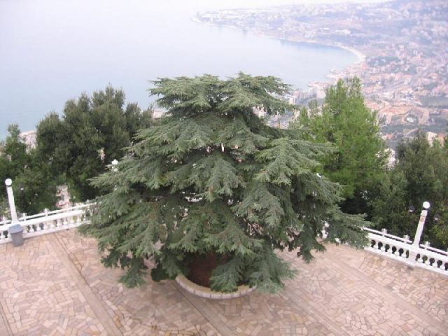 Lebanese cedar: photo and description