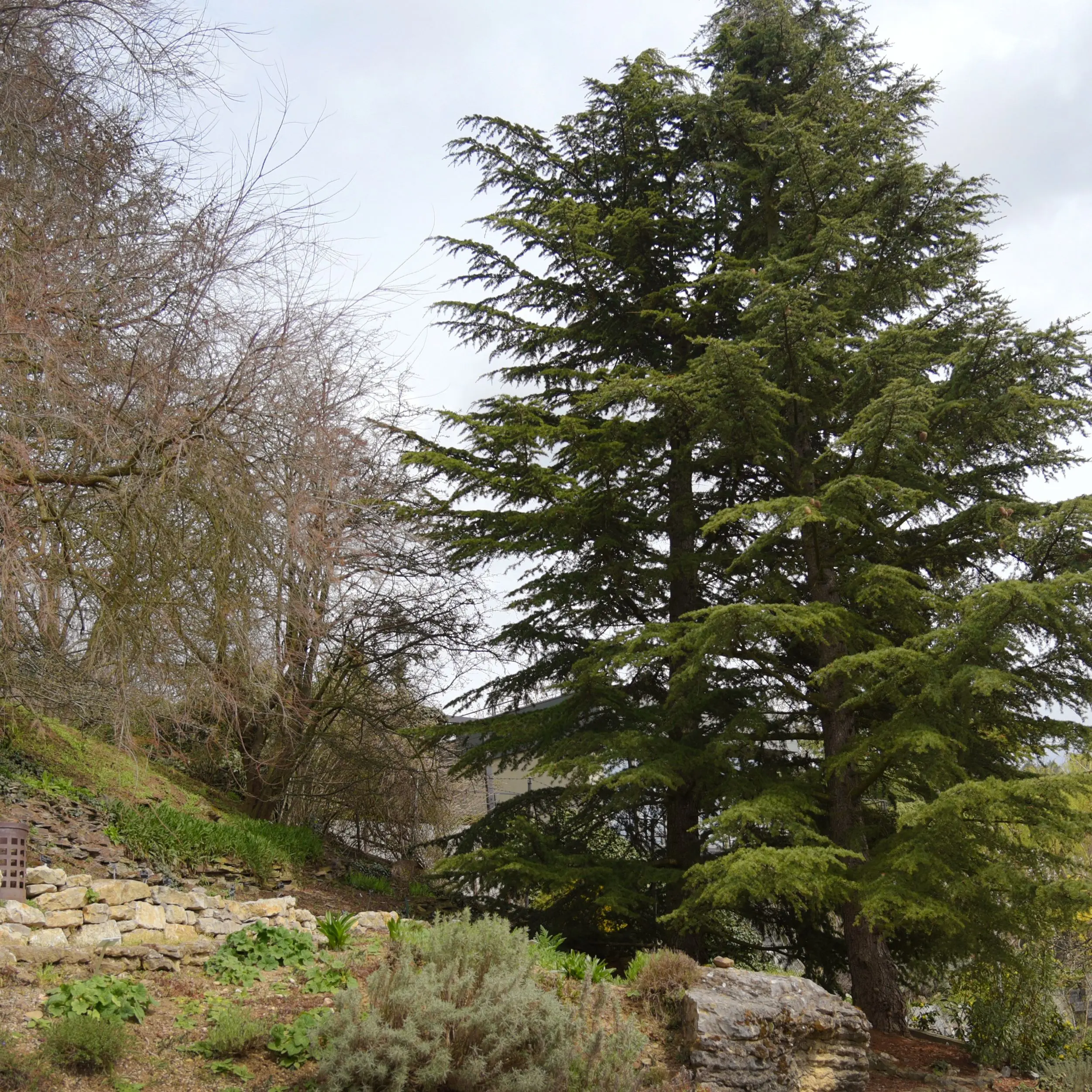 Lebanese cedar: photo and description