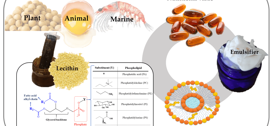 Lecithin &#8211; types, properties, requirements. Lecithin supplementation and dosing