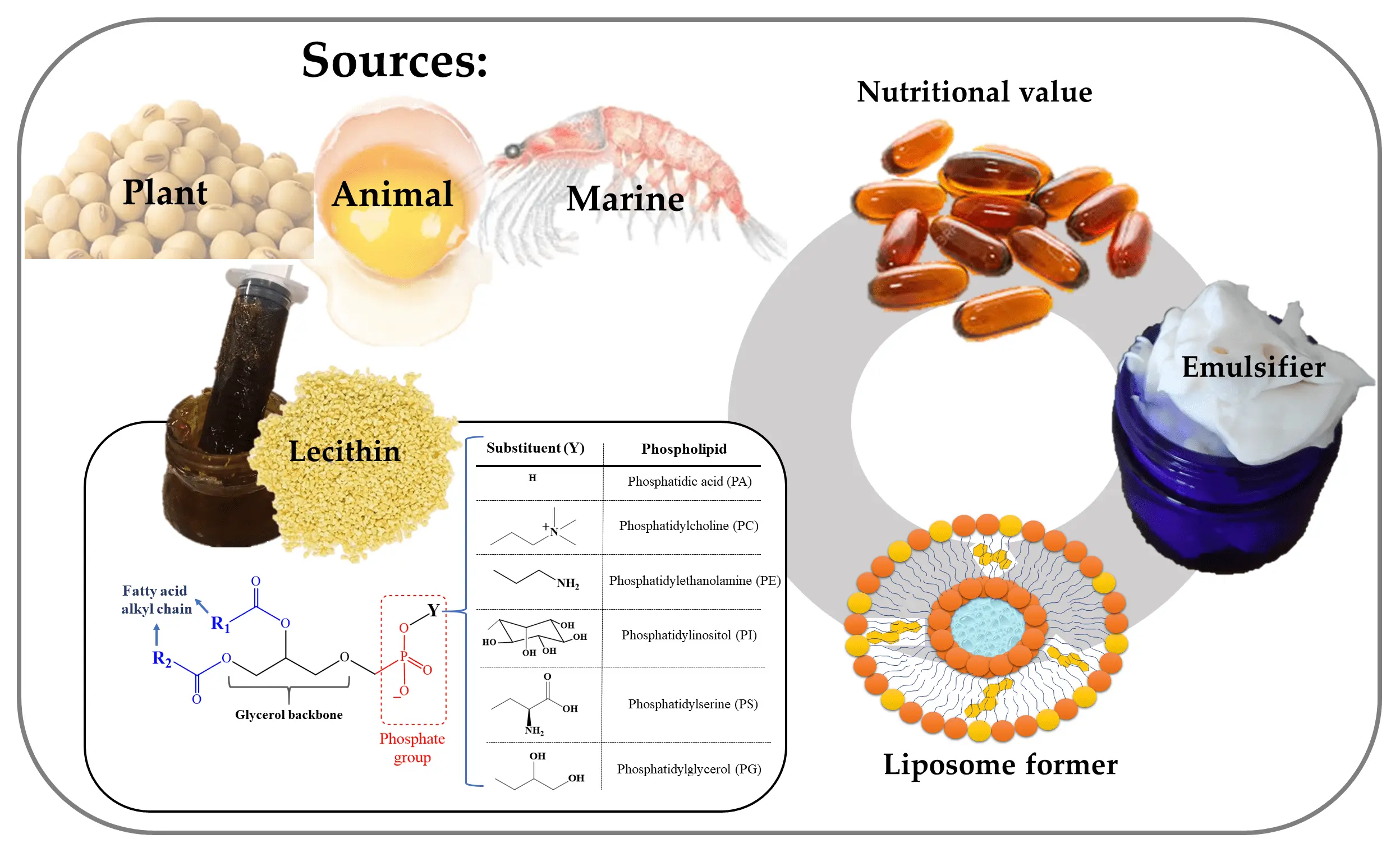 Lecithin &#8211; types, properties, requirements. Lecithin supplementation and dosing