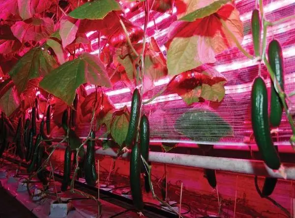 LED strip for plants: benefits and benefits of application + do-it-yourself lighting assembly, user reviews