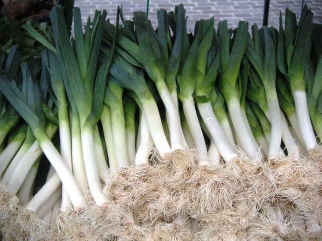 Leek: feeding and care