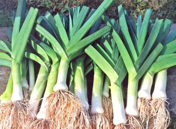 Leek Karantansky: description and agricultural technology