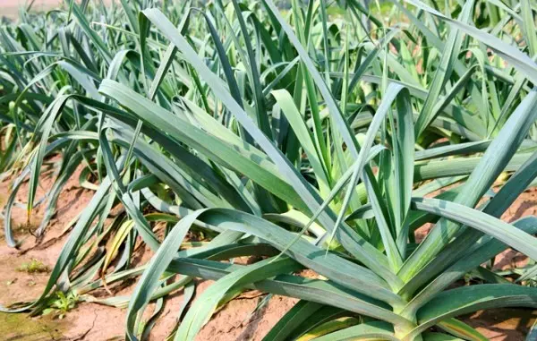 Leek Karantansky: description and agricultural technology