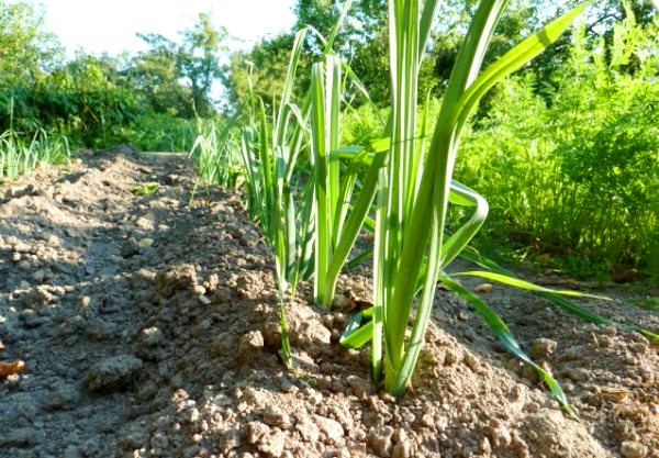 Leek varieties: overview, characteristics and useful properties