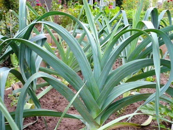 Leek varieties: overview, characteristics and useful properties