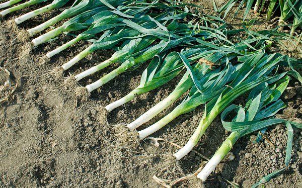 Leek varieties: overview, characteristics and useful properties