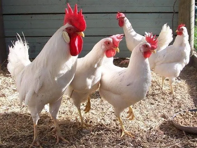 Leggorn chickens: description of the breed and characteristics