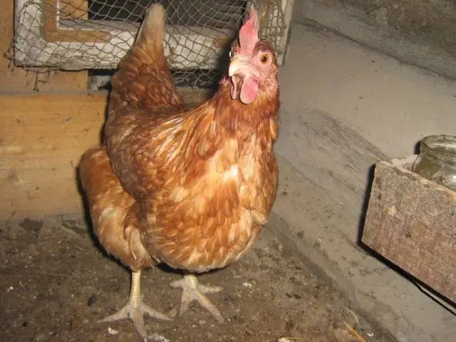 Leggorn chickens: description of the breed and characteristics