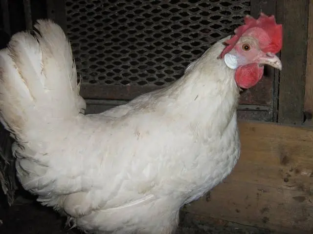 Leggorn chickens: description of the breed and characteristics