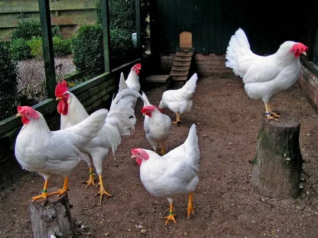 Leggorn chickens: description of the breed and characteristics