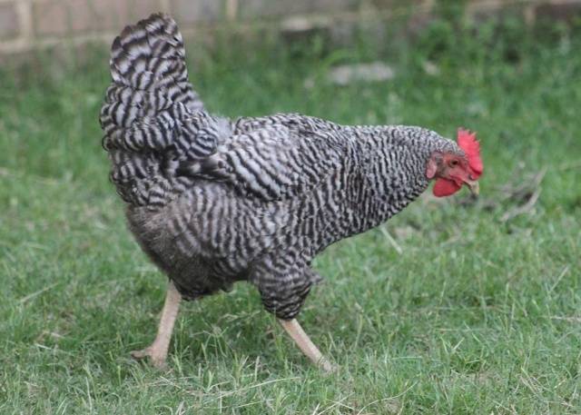 Leggorn chickens: description of the breed and characteristics