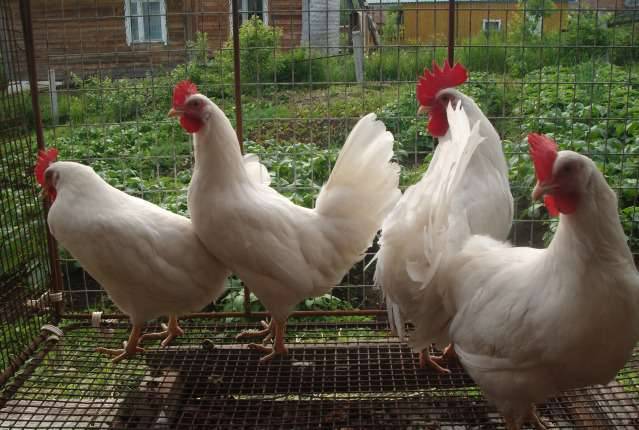 Leggorn chickens: description of the breed and characteristics