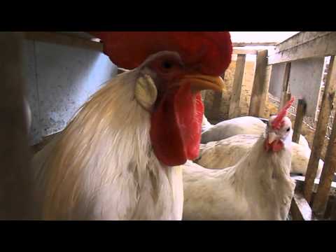 Leggorn chickens: description of the breed and characteristics