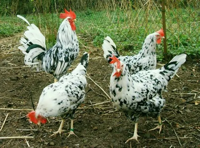 Leggorn chickens: description of the breed and characteristics