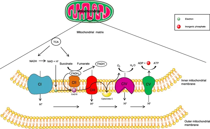 Leigh&#8217;s syndrome &#8211; how does it manifest?