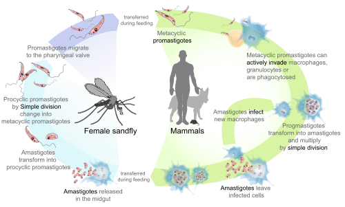 Leishmania (Leishmania) &#8211; causes, symptoms, treatment