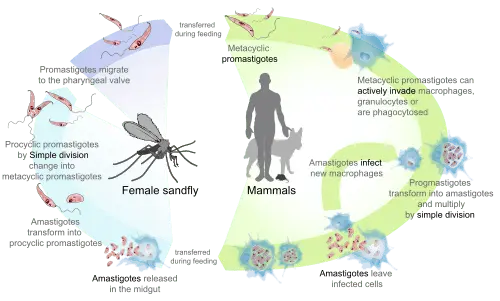 Leishmania (Leishmania) &#8211; causes, symptoms, treatment