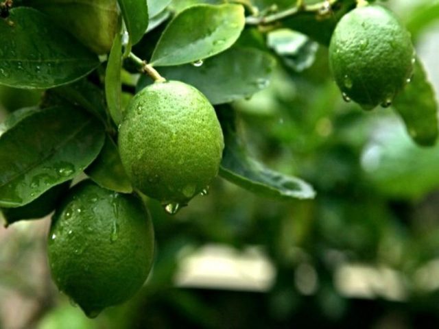 Lemon and lime: what is the difference