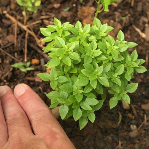 Lemon basil: useful properties