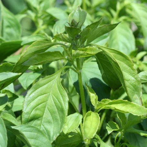 Lemon basil: useful properties