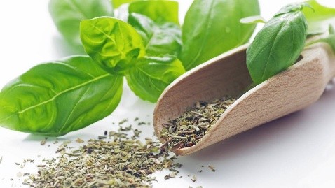 Lemon basil: useful properties