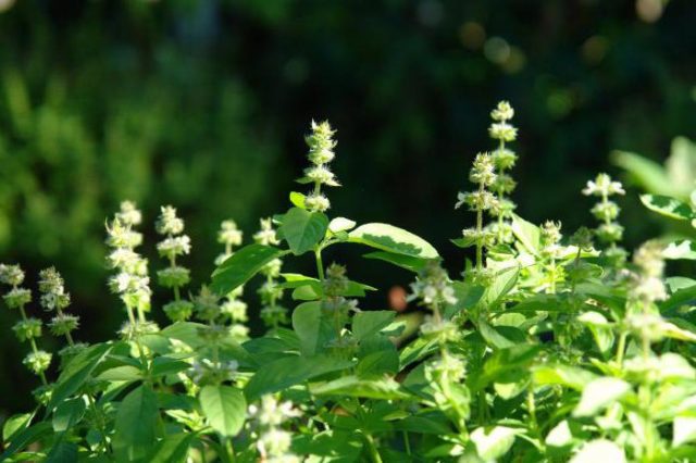 Lemon basil: useful properties