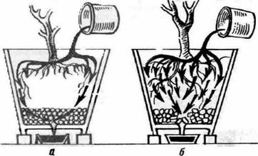 Lemon care at home: optimal conditions for growing