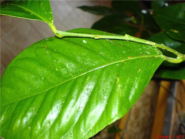 Lemon care at home: optimal conditions for growing