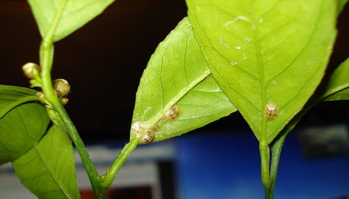 Lemon care at home: optimal conditions for growing