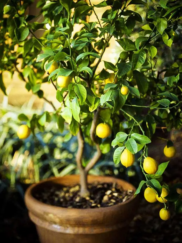 Lemon care at home: optimal conditions for growing