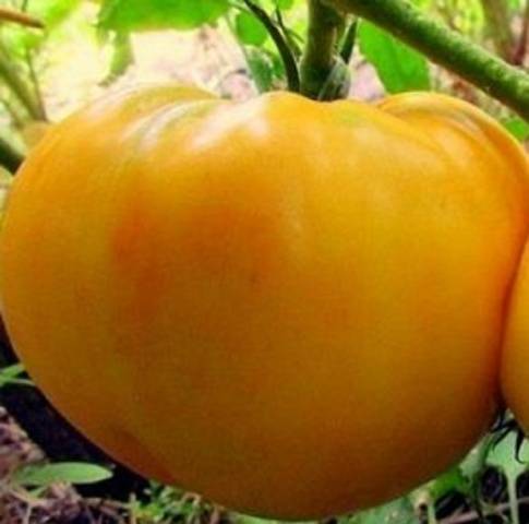 Lemon giant tomato: photo + reviews