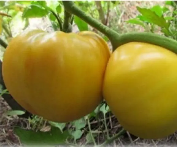 Lemon giant tomato: photo + reviews