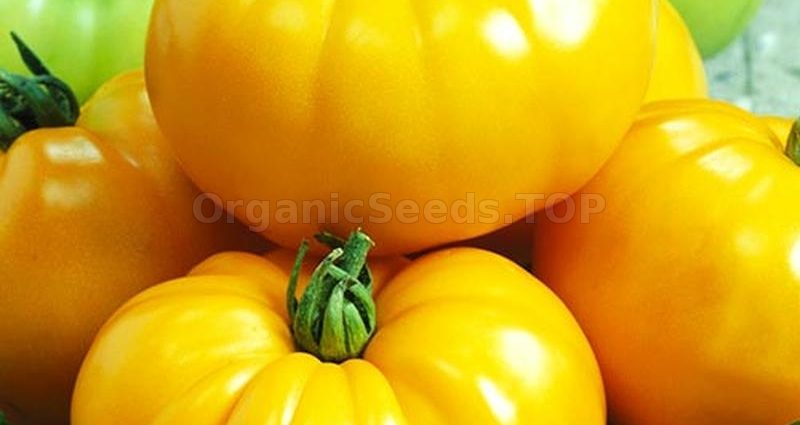 Lemon giant tomato: photo + reviews