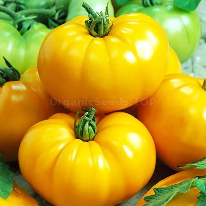 Lemon giant tomato: photo + reviews