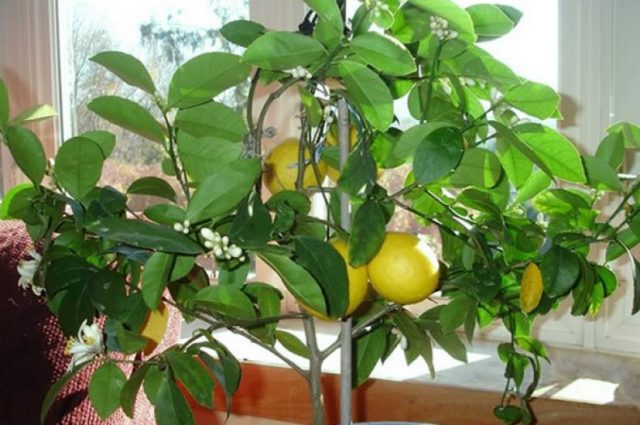 Lemon leaves fall: what to do