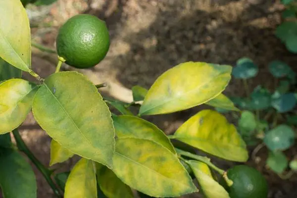 Lemon leaves fall: what to do