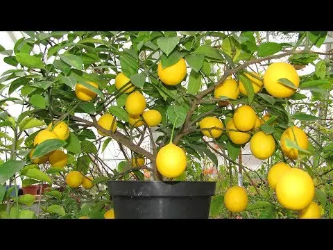 Lemon leaves fall: what to do