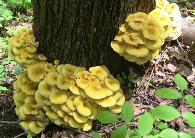 Lemon oyster mushroom (Ilmaki): how to cook for the winter, growing in the country