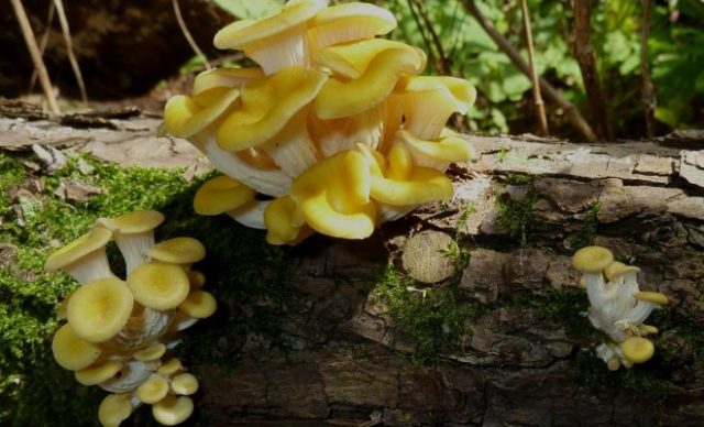 Lemon oyster mushroom (Ilmaki): how to cook for the winter, growing in the country