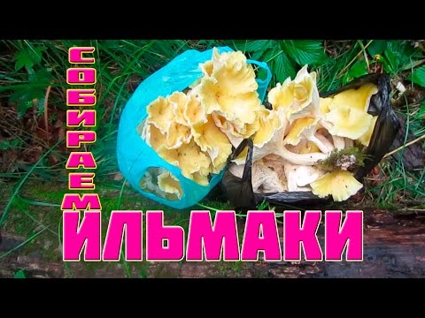 Lemon oyster mushroom (Ilmaki): how to cook for the winter, growing in the country